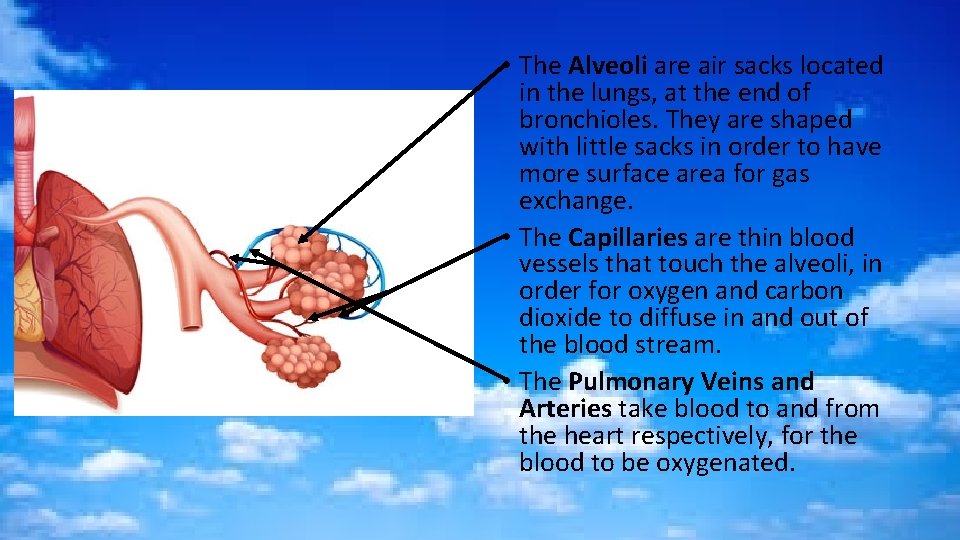  • The Alveoli are air sacks located in the lungs, at the end