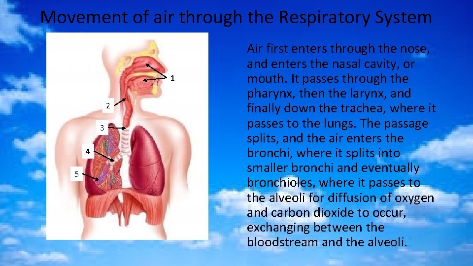 Movement of air through the Respiratory System 1 2 3 4 5 Air first