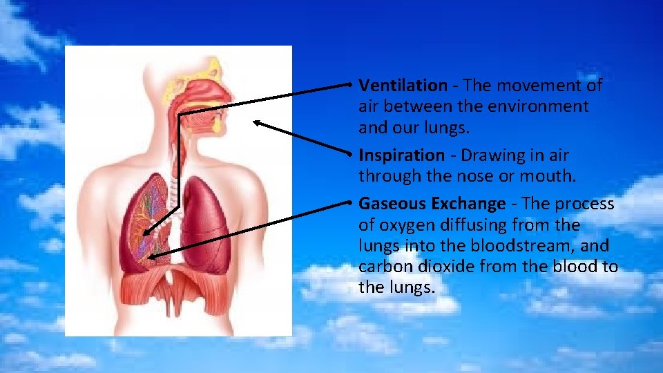  • Ventilation - The movement of air between the environment and our lungs.
