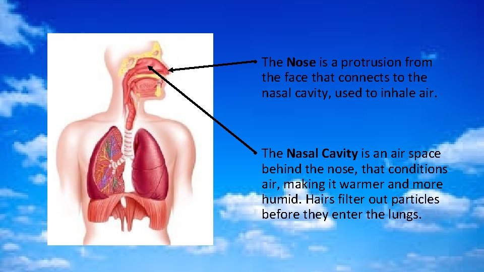  • The Nose is a protrusion from the face that connects to the