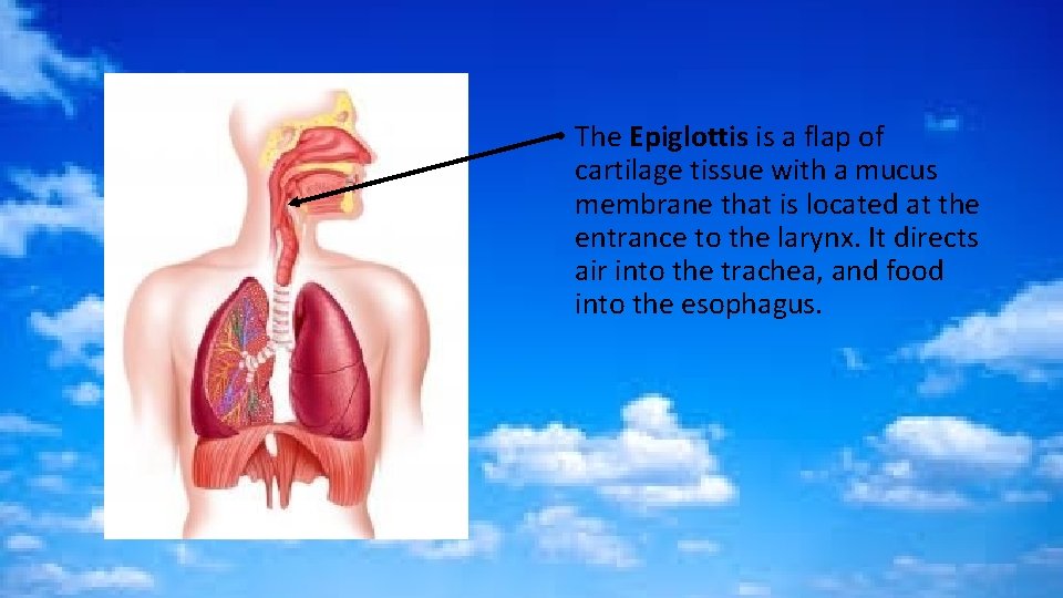  • The Epiglottis is a flap of cartilage tissue with a mucus membrane