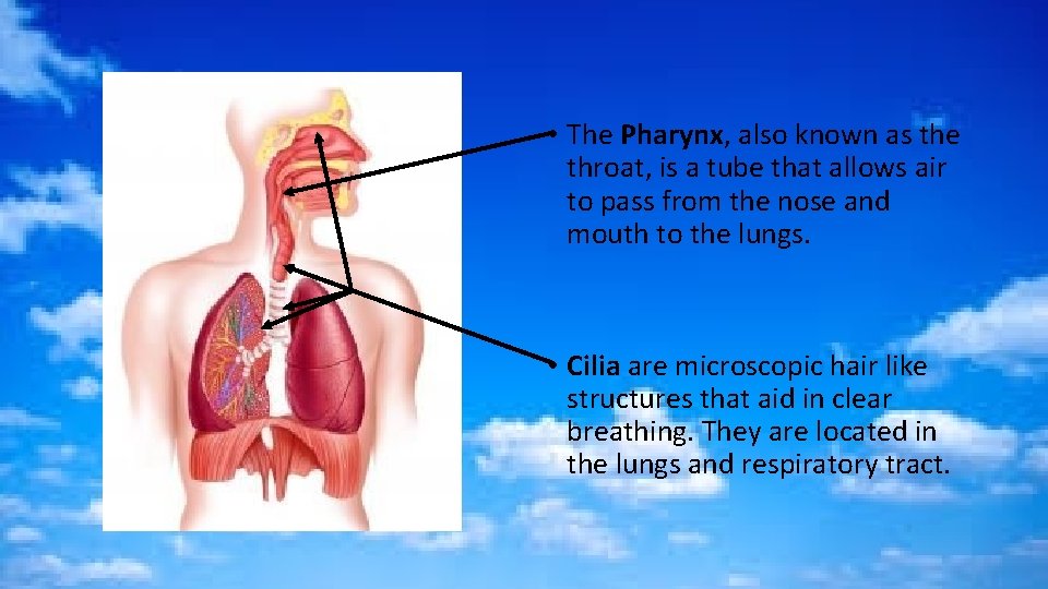  • The Pharynx, also known as the throat, is a tube that allows