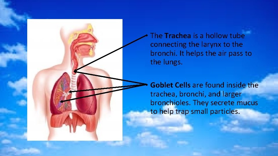  • The Trachea is a hollow tube connecting the larynx to the bronchi.