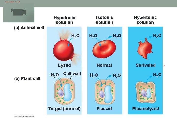 FIGURE 7. 15 Hypotonic solution Isotonic solution Hypertonic solution (a) Animal cell H 2