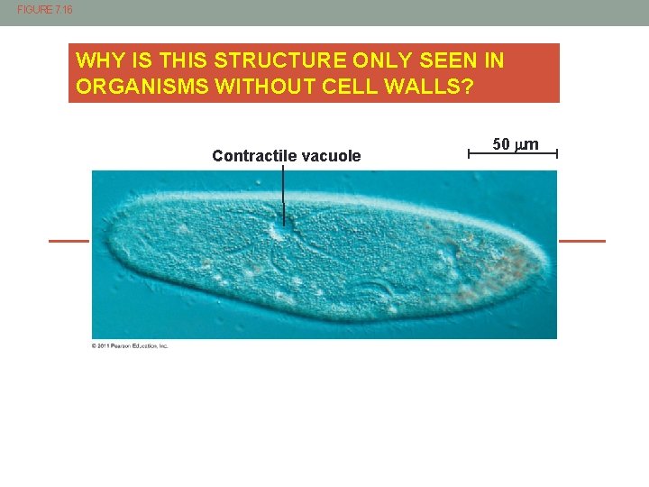 FIGURE 7. 16 WHY IS THIS STRUCTURE ONLY SEEN IN ORGANISMS WITHOUT CELL WALLS?