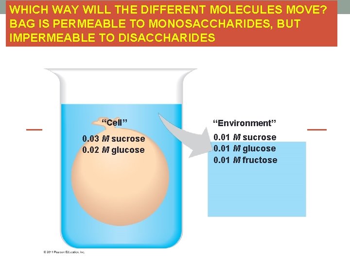 FIGURE 7. UN 03 WHICH WAY WILL THE DIFFERENT MOLECULES MOVE? BAG IS PERMEABLE