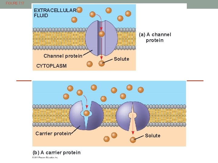 FIGURE 7. 17 EXTRACELLULAR FLUID (a) A channel protein Channel protein Solute CYTOPLASM Carrier