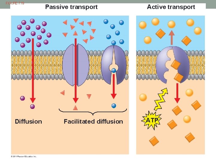 FIGURE 7. 19 Diffusion Passive transport Facilitated diffusion Active transport ATP 
