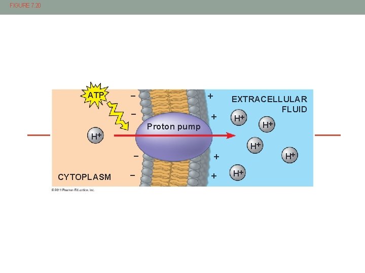 FIGURE 7. 20 ATP Proton pump H CYTOPLASM EXTRACELLULAR FLUID H H H H