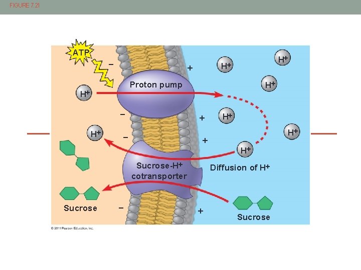 FIGURE 7. 21 ATP H H Proton pump H H H H H Sucrose-H