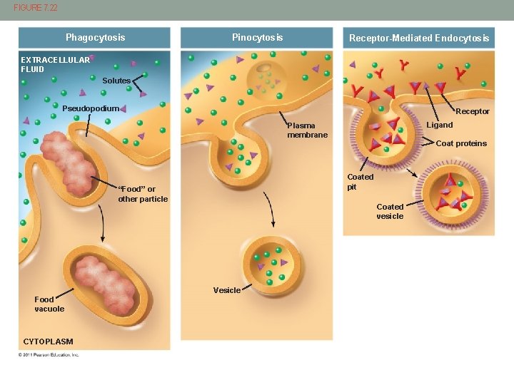 FIGURE 7. 22 Phagocytosis Pinocytosis Receptor-Mediated Endocytosis EXTRACELLULAR FLUID Solutes Pseudopodium Receptor Ligand Plasma