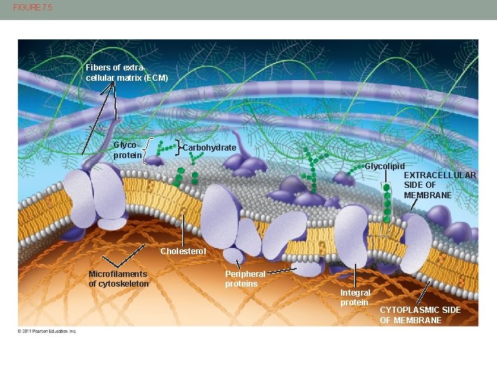 FIGURE 7. 5 Fibers of extracellular matrix (ECM) Glycoprotein Carbohydrate Glycolipid EXTRACELLULAR SIDE OF