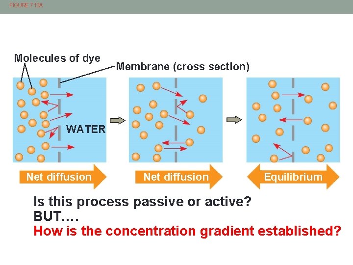 FIGURE 7. 13 A Molecules of dye Membrane (cross section) WATER Net diffusion Equilibrium