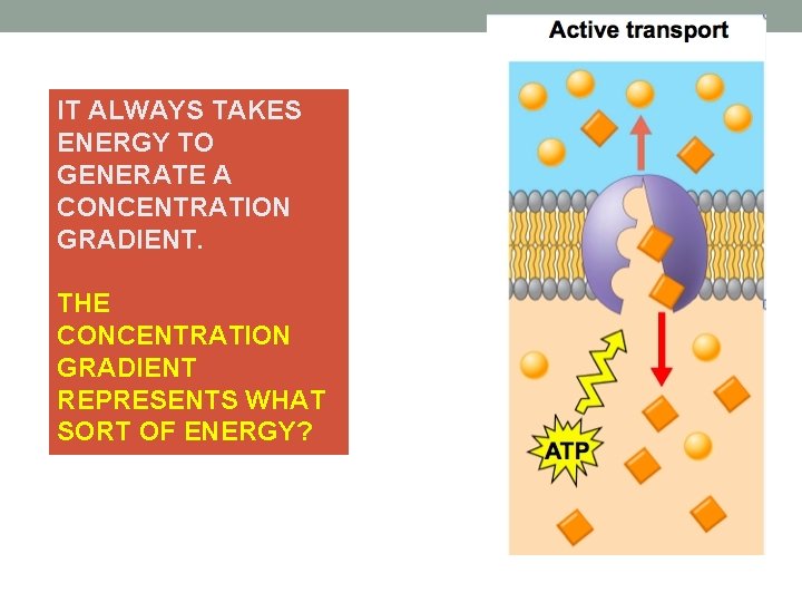 IT ALWAYS TAKES ENERGY TO GENERATE A CONCENTRATION GRADIENT. THE CONCENTRATION GRADIENT REPRESENTS WHAT