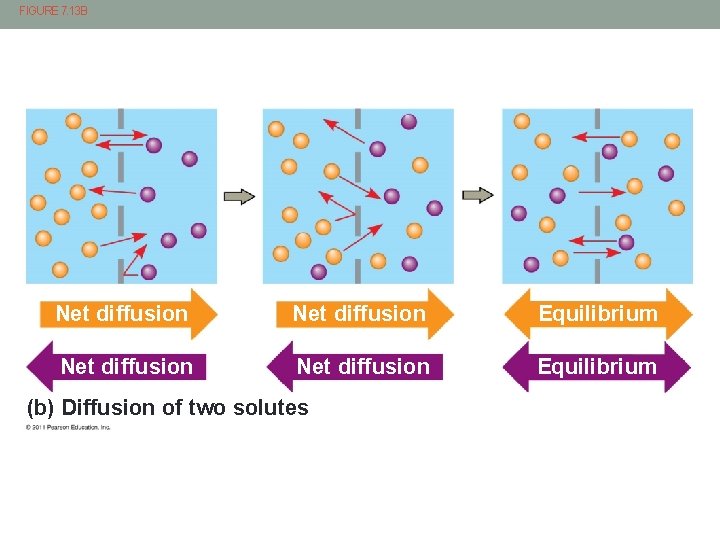 FIGURE 7. 13 B Net diffusion Equilibrium (b) Diffusion of two solutes 