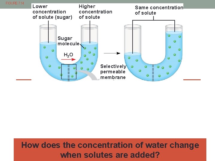 FIGURE 7. 14 Lower concentration of solute (sugar) Higher concentration of solute Same concentration