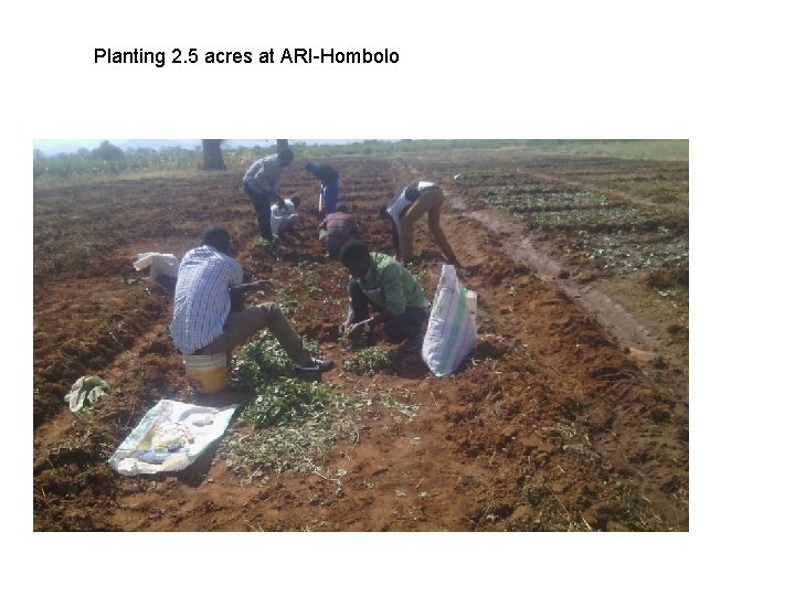 Planting 2. 5 acres at ARI-Hombolo 