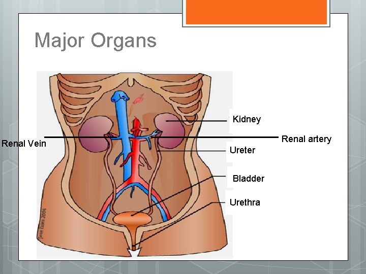 Major Organs Kidney Renal Vein Renal artery Ureter Bladder Urethra 