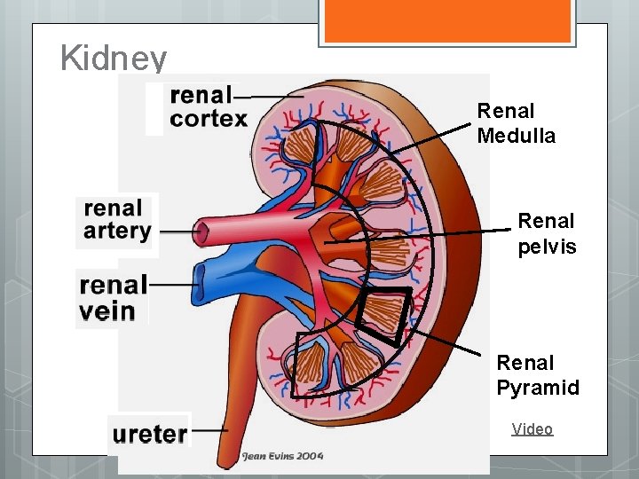 Kidney Renal Medulla Renal pelvis Renal Pyramid Video 