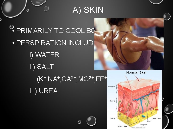 A) SKIN • PRIMARILY TO COOL BODY • PERSPIRATION INCLUDES: I) WATER II) SALT