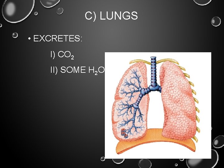 C) LUNGS • EXCRETES: I) CO 2 II) SOME H 2 O 