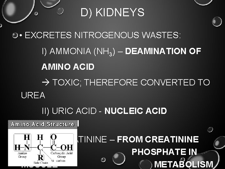 D) KIDNEYS • EXCRETES NITROGENOUS WASTES: I) AMMONIA (NH 3) – DEAMINATION OF AMINO