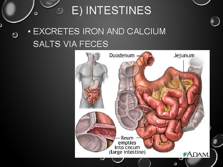 E) INTESTINES • EXCRETES IRON AND CALCIUM SALTS VIA FECES 