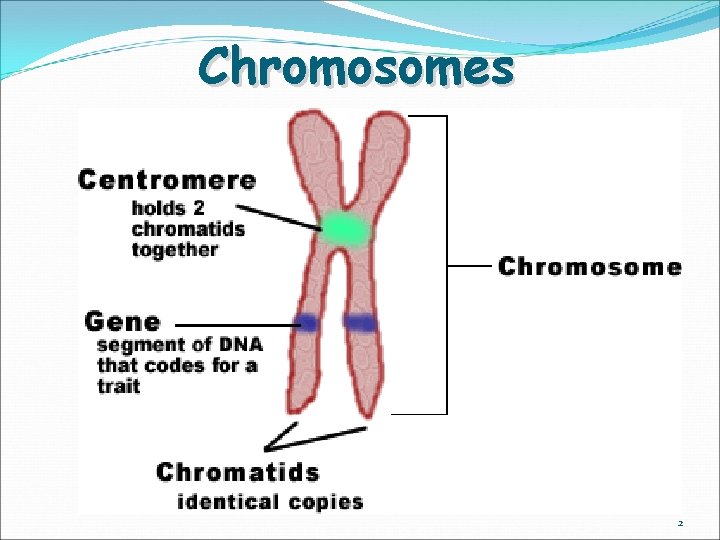 Chromosomes 2 