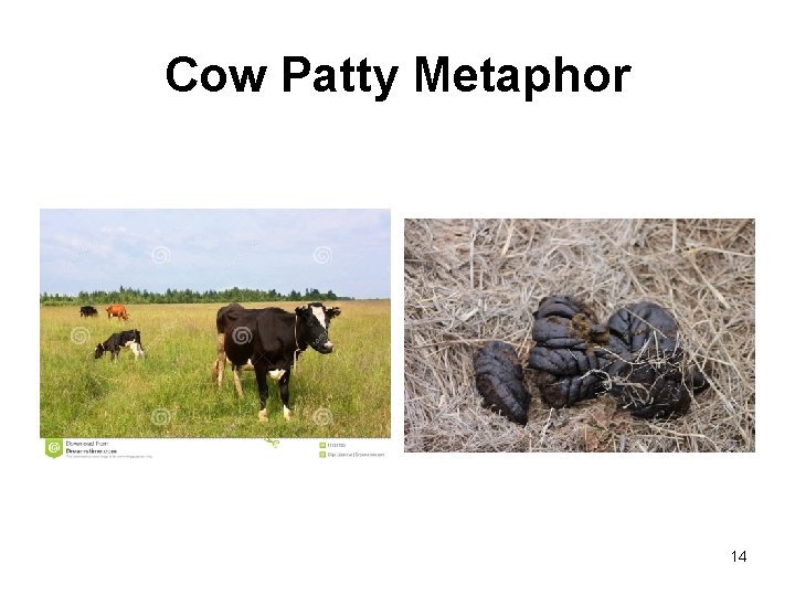 Cow Patty Metaphor 14 