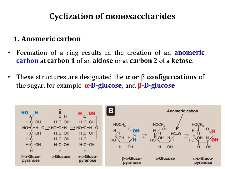 Cyclization of monosaccharides 1. Anomeric carbon • Formation of a ring results in the