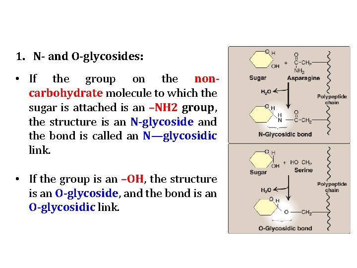 1. N- and O-glycosides: • If the group on the noncarbohydrate molecule to which