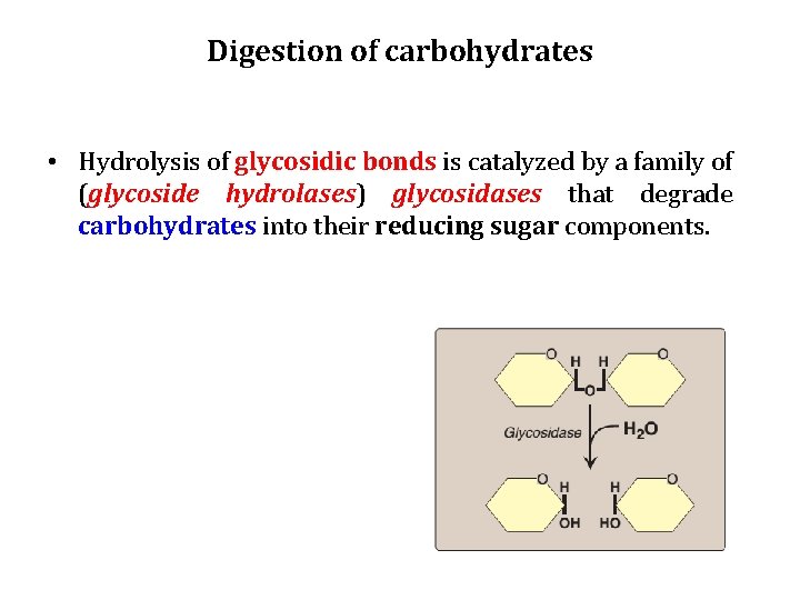 Digestion of carbohydrates • Hydrolysis of glycosidic bonds is catalyzed by a family of