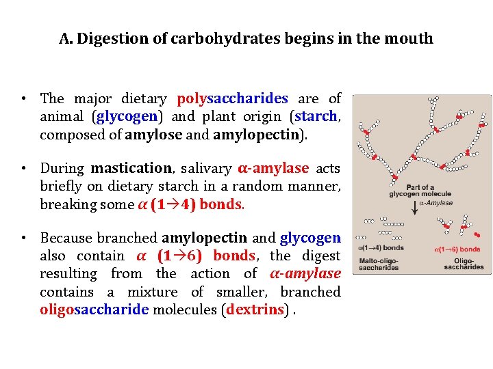 A. Digestion of carbohydrates begins in the mouth • The major dietary polysaccharides are