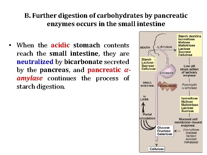 B. Further digestion of carbohydrates by pancreatic enzymes occurs in the small intestine •