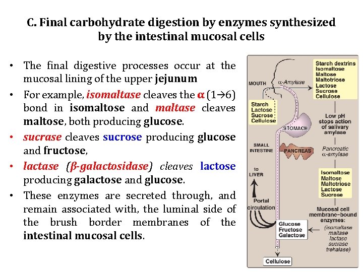 C. Final carbohydrate digestion by enzymes synthesized by the intestinal mucosal cells • The