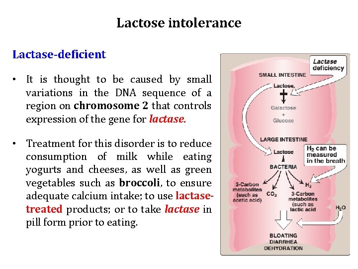 Lactose intolerance Lactase-deficient • It is thought to be caused by small variations in