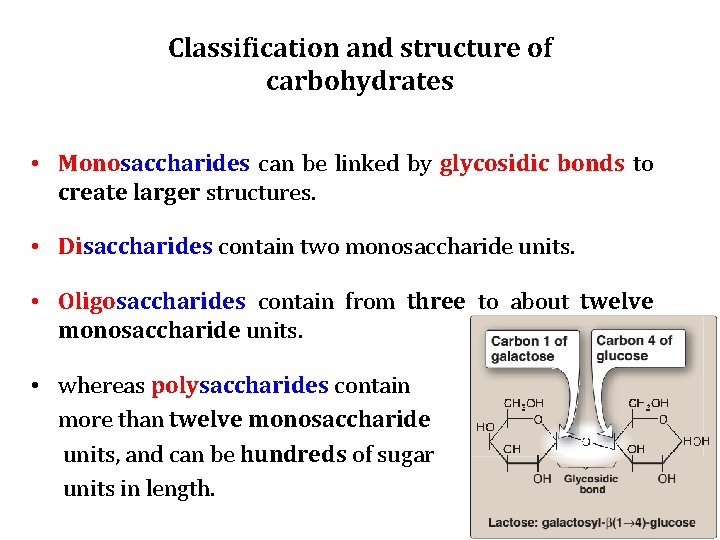 Classification and structure of carbohydrates • Monosaccharides can be linked by glycosidic bonds to