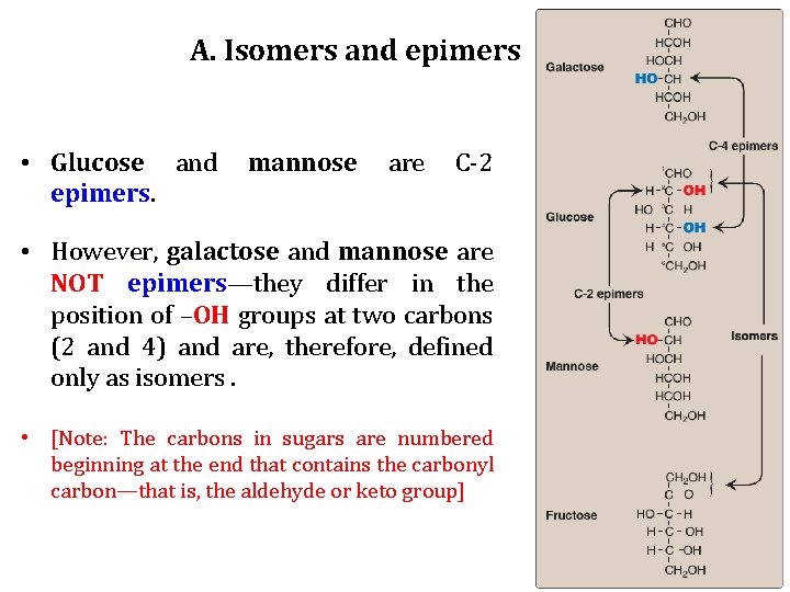 A. Isomers and epimers • Glucose and epimers. mannose are C-2 • However, galactose