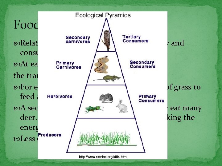 Food Pyramid Relationship between food (energy) supply and consumers. At each level, there are