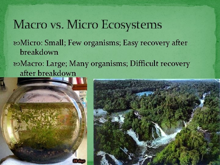 Macro vs. Micro Ecosystems Micro: Small; Few organisms; Easy recovery after breakdown Macro: Large;