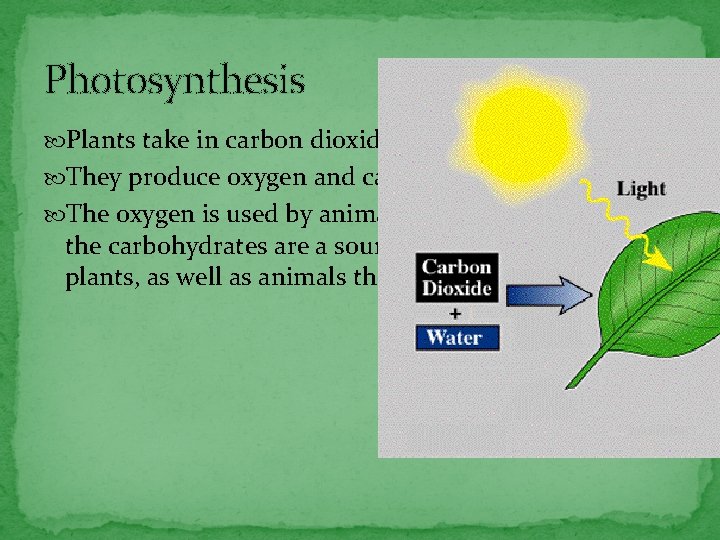 Photosynthesis Plants take in carbon dioxide, sunlight and water They produce oxygen and carbohydrates