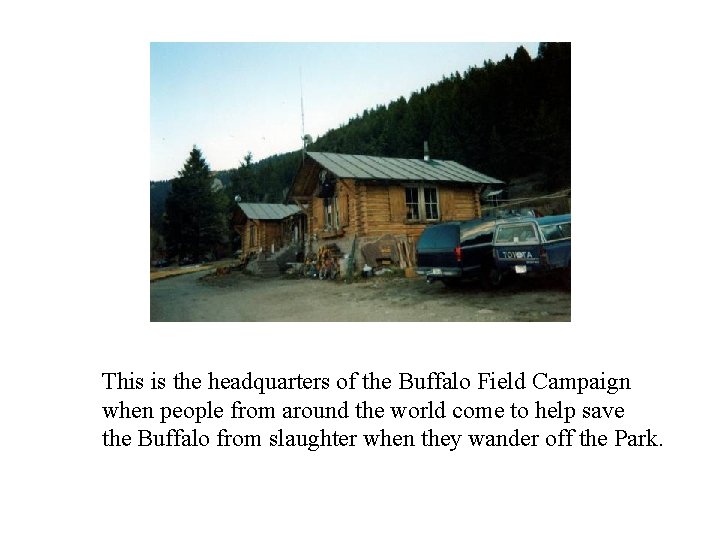 This is the headquarters of the Buffalo Field Campaign when people from around the