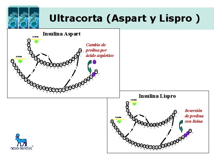 Ultracorta (Aspart y Lispro ) Insulina Aspart CADENA a 1 GLY 2 ILE VAL