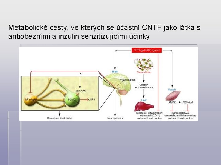 Metabolické cesty, ve kterých se účastní CNTF jako látka s antiobézními a inzulin senzitizujícími