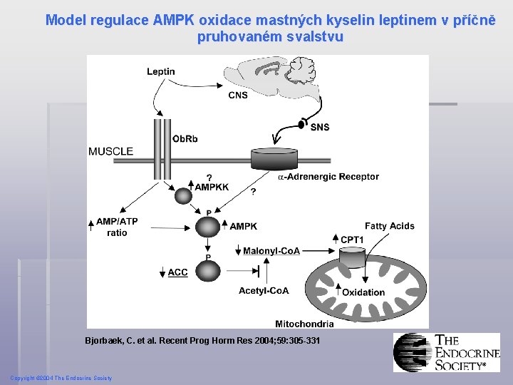 Model regulace AMPK oxidace mastných kyselin leptinem v příčně pruhovaném svalstvu Bjorbaek, C. et