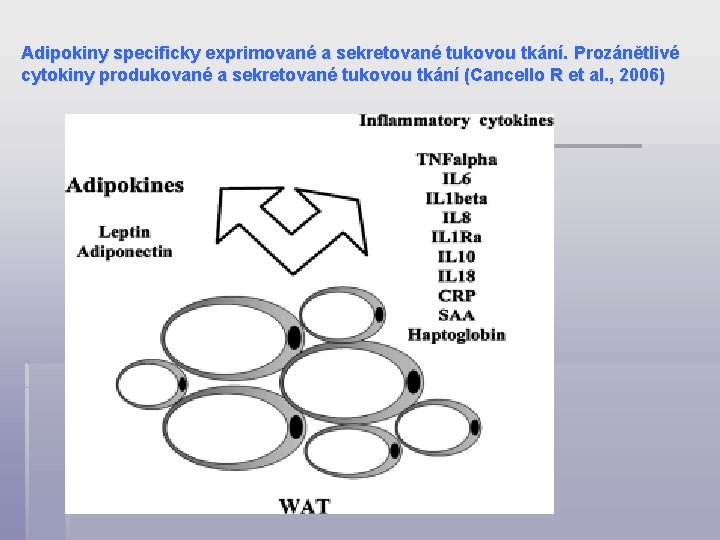 Adipokiny specificky exprimované a sekretované tukovou tkání. Prozánětlivé cytokiny produkované a sekretované tukovou tkání