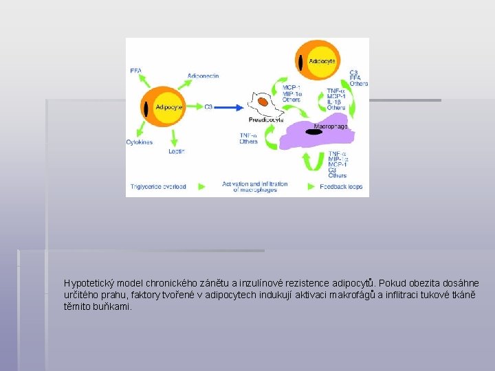 Hypotetický model chronického zánětu a inzulínové rezistence adipocytů. Pokud obezita dosáhne určitého prahu, faktory