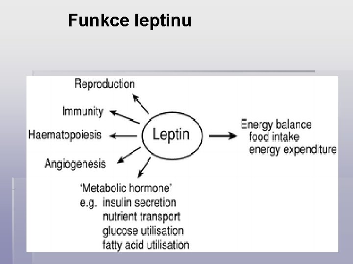 Funkce leptinu 