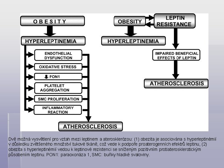 Dvě možná vysvětlení pro vztah mezi leptinem a aterosklerózou: (1) obezita je asociována s