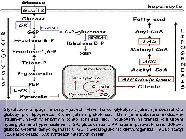 Glykolytické a lipogenní cesty v játrech. Hlavní funkcí glykolýzy v játrech je dodávat C